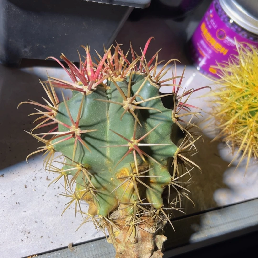 精品神仙玉福利微瑕出来