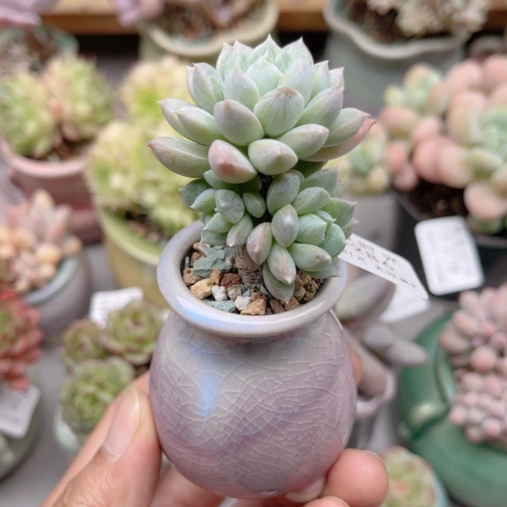 286 彩红 带陶瓷盆发货 满28包邮