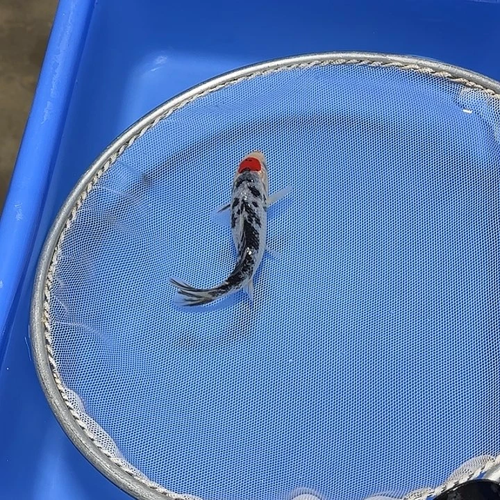 铭***锦鲤武尚锦鲤1号订单