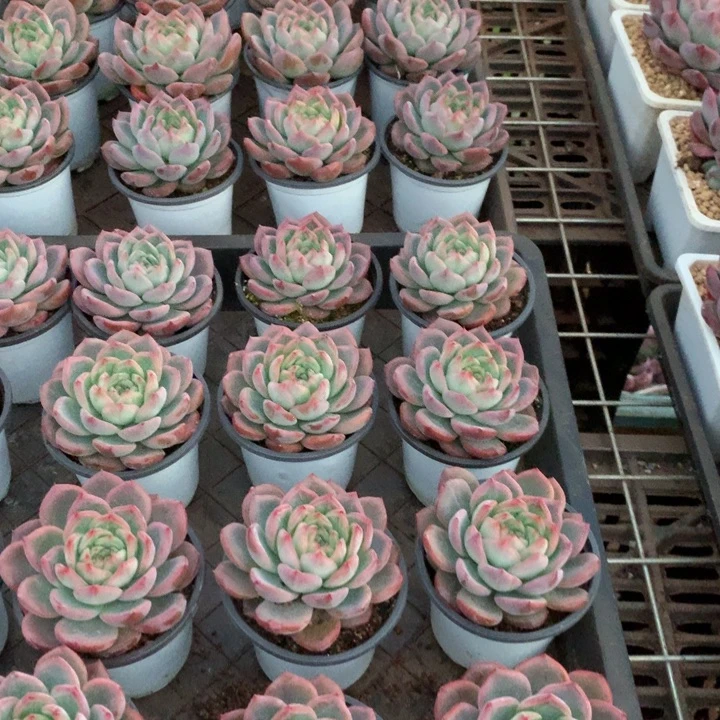 红鸾多肉植物9.99两单包邮