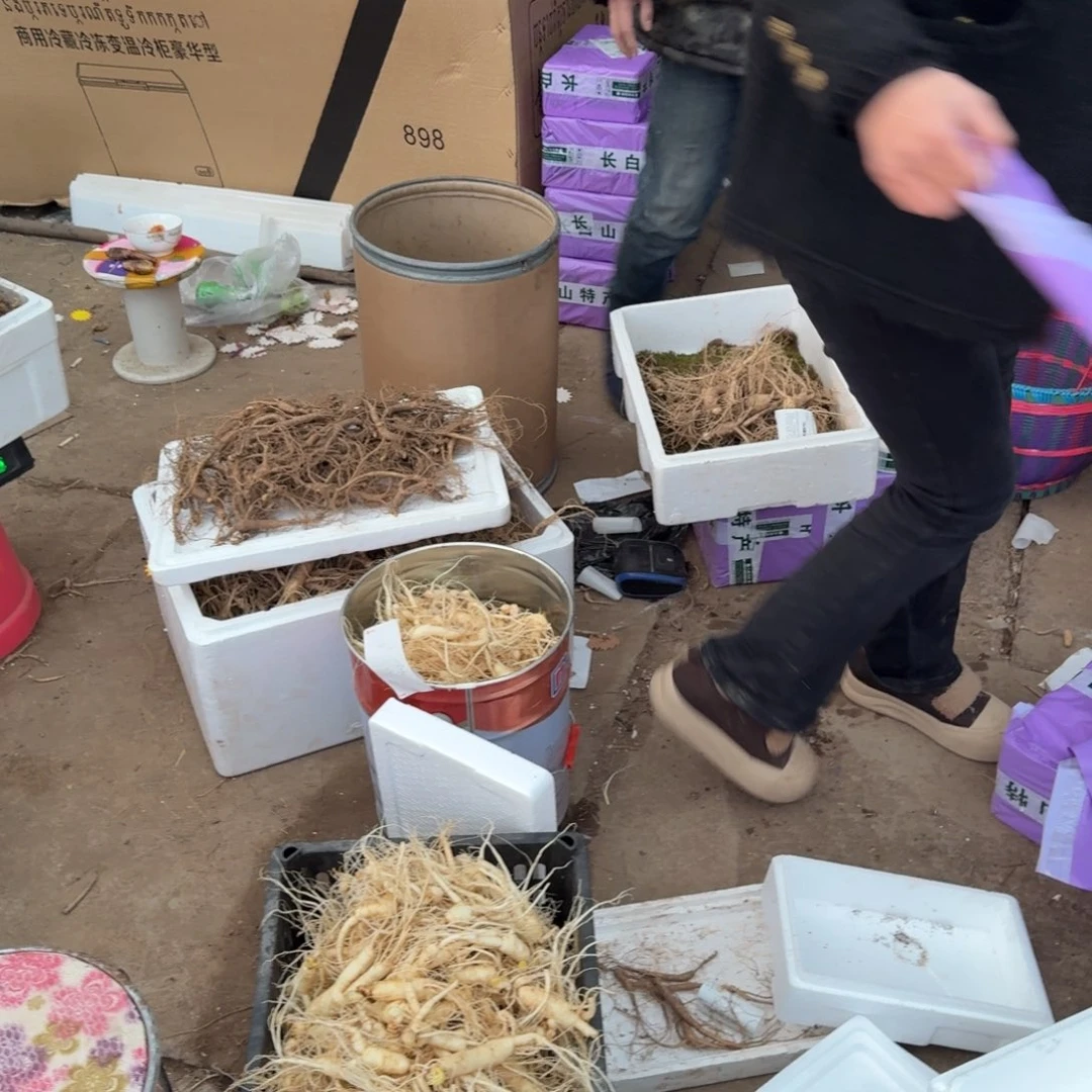 啊***光林下参10/15之间L500500g