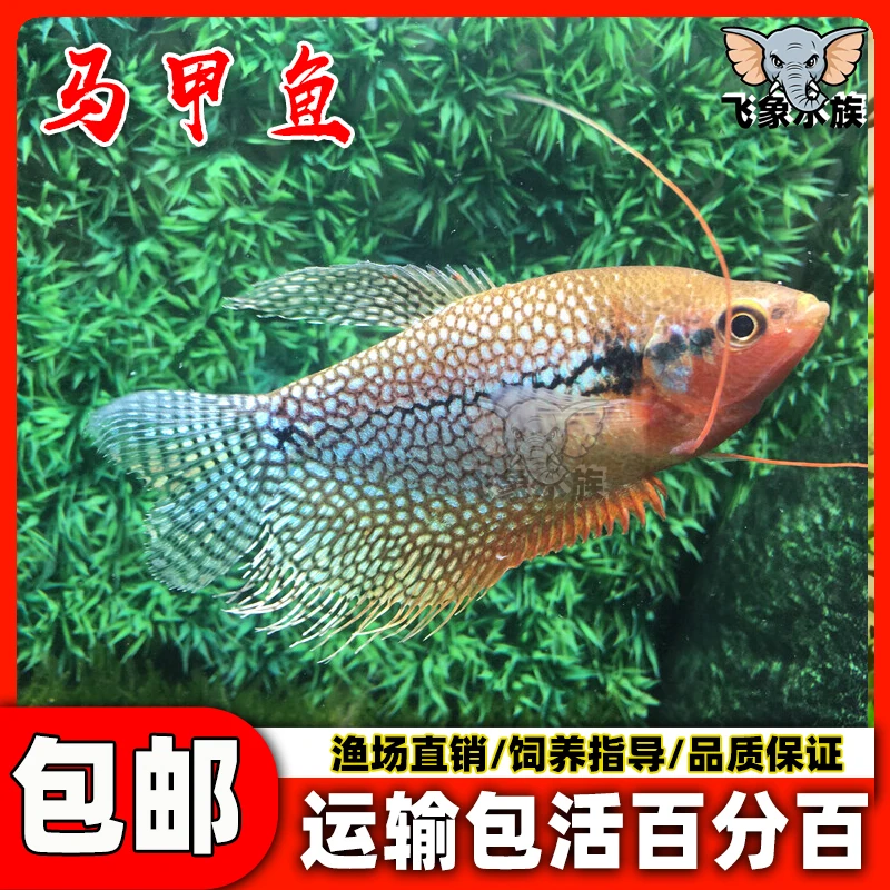 珍珠马甲球热带观赏鱼珍珠马甲小型草缸群游鱼曼龙耐活宠物鱼