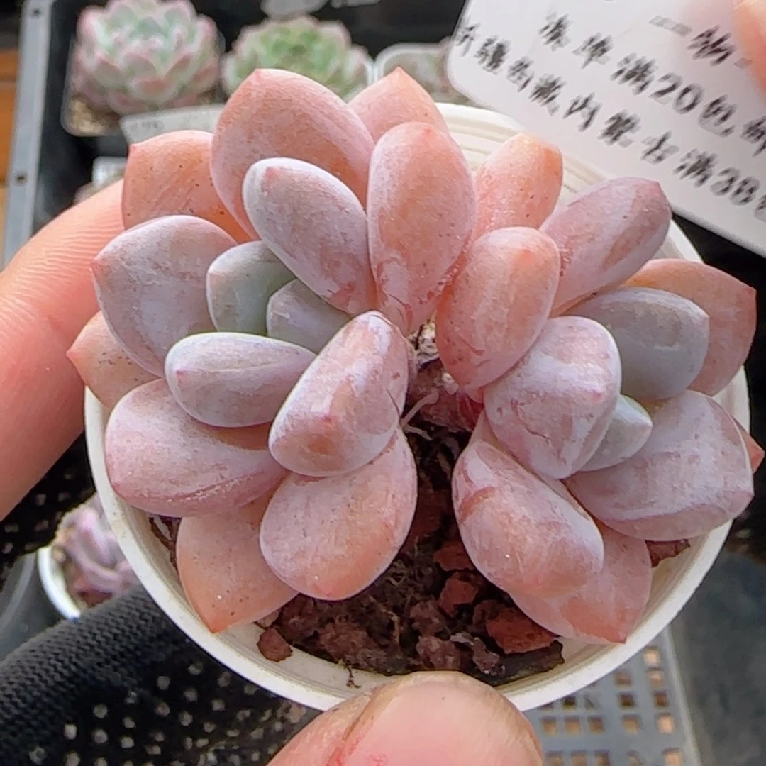 0616-186雪桃雪桃