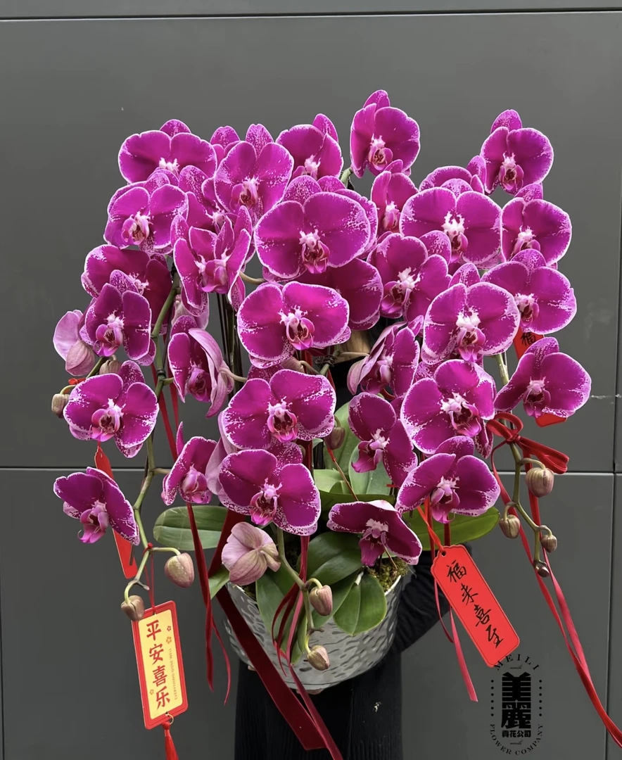 {王小帅专属}蝴蝶兰——大财主(任意两颗包邮只拍一颗发苗)