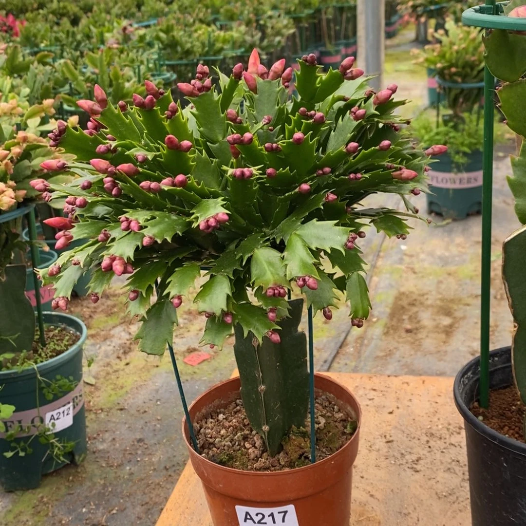 当前无花朵，栽培后可花朵217加勒比