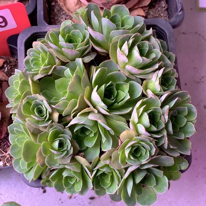 一物一拍星辰梓鸳