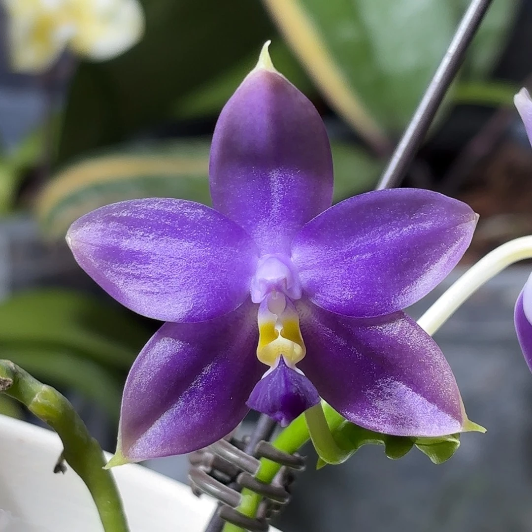 大部分开放少量花苞柳林蓝莓交柳林蓝星