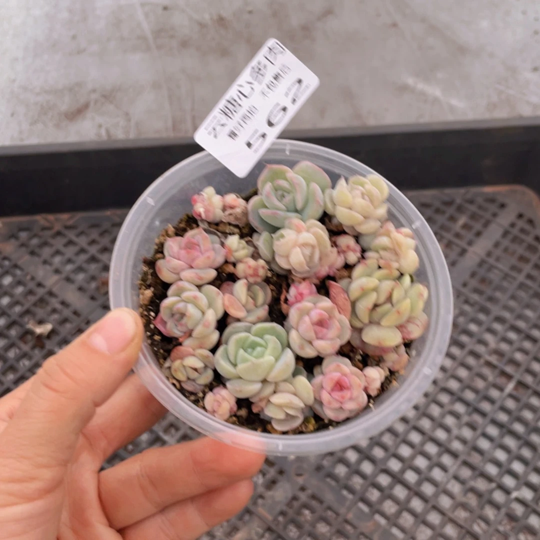 云糖心多肉植物562