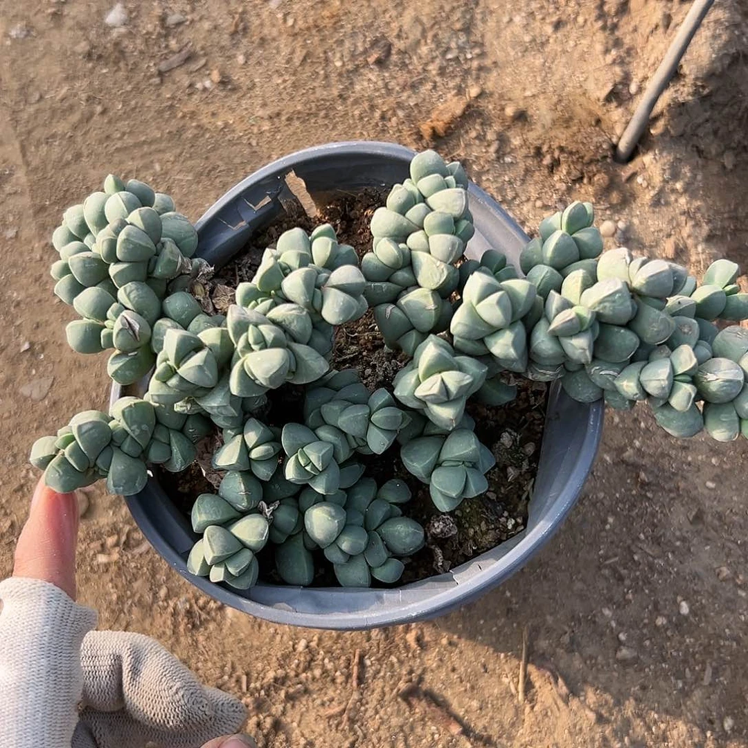 鹿角杜呃呃呃呃呃呃呃呃呃呃呃呃呃呃