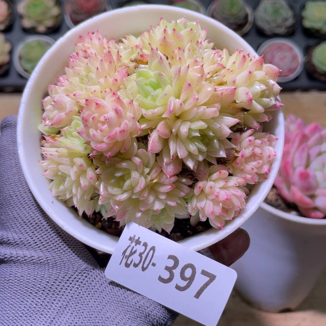 花利美30-397麦秆群