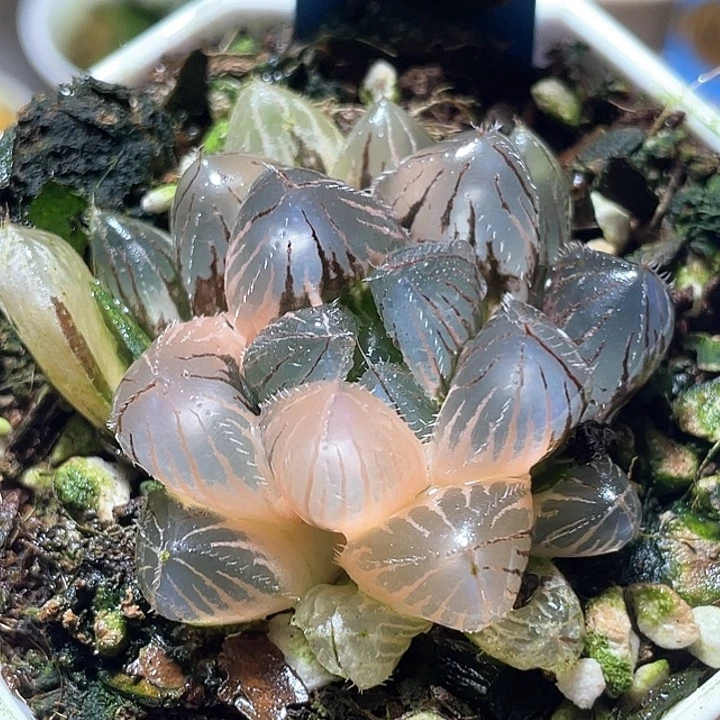 540赤线锦特选福利
