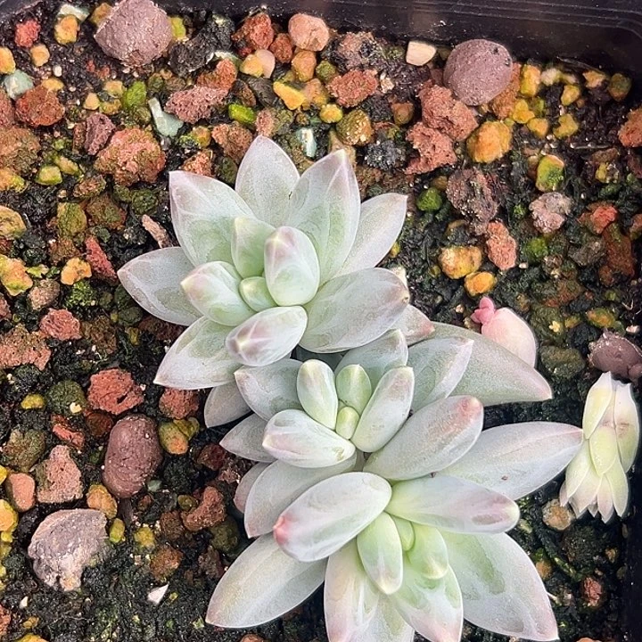 雪戴利美人特价一物一拍