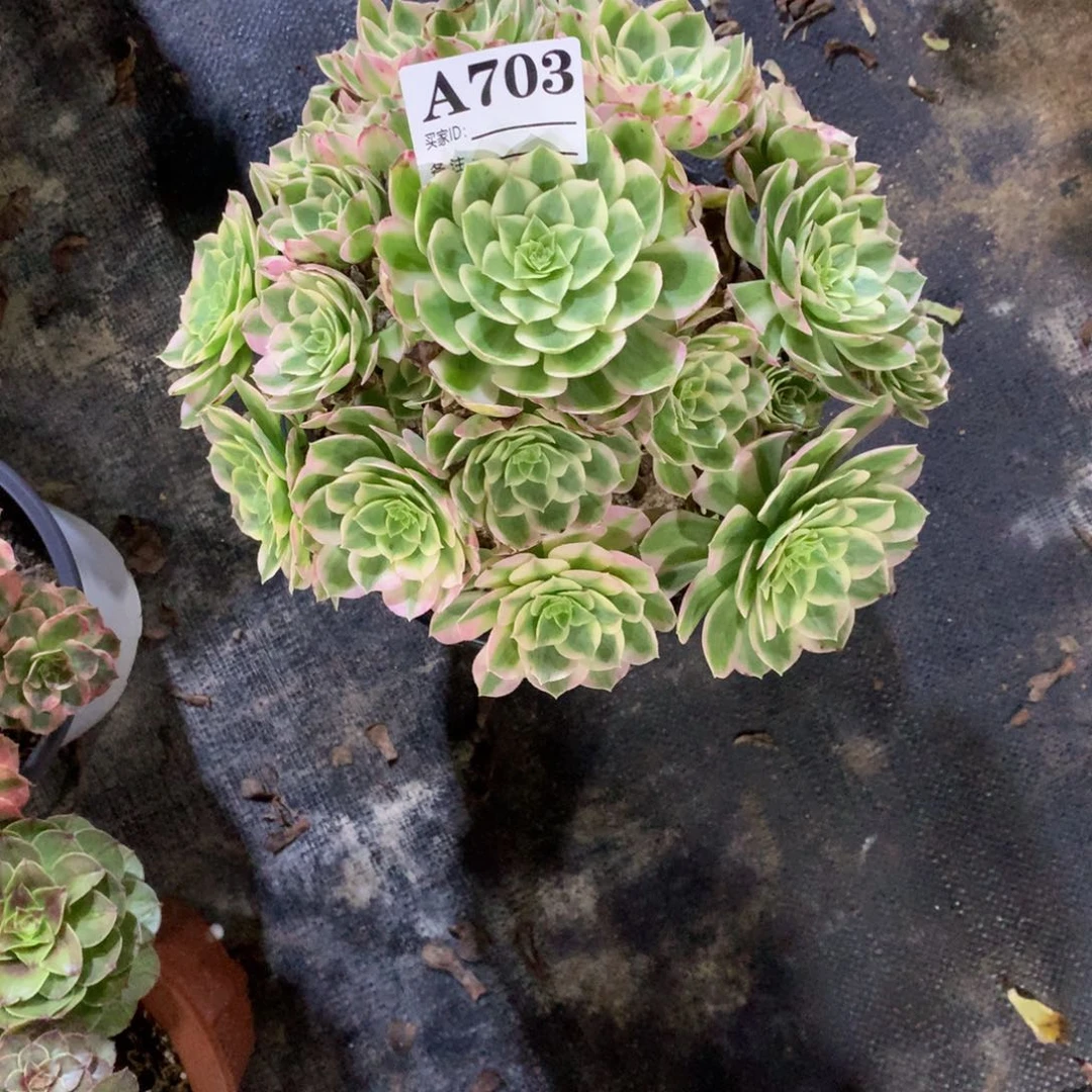 海鲜703法师多肉植物6500000000