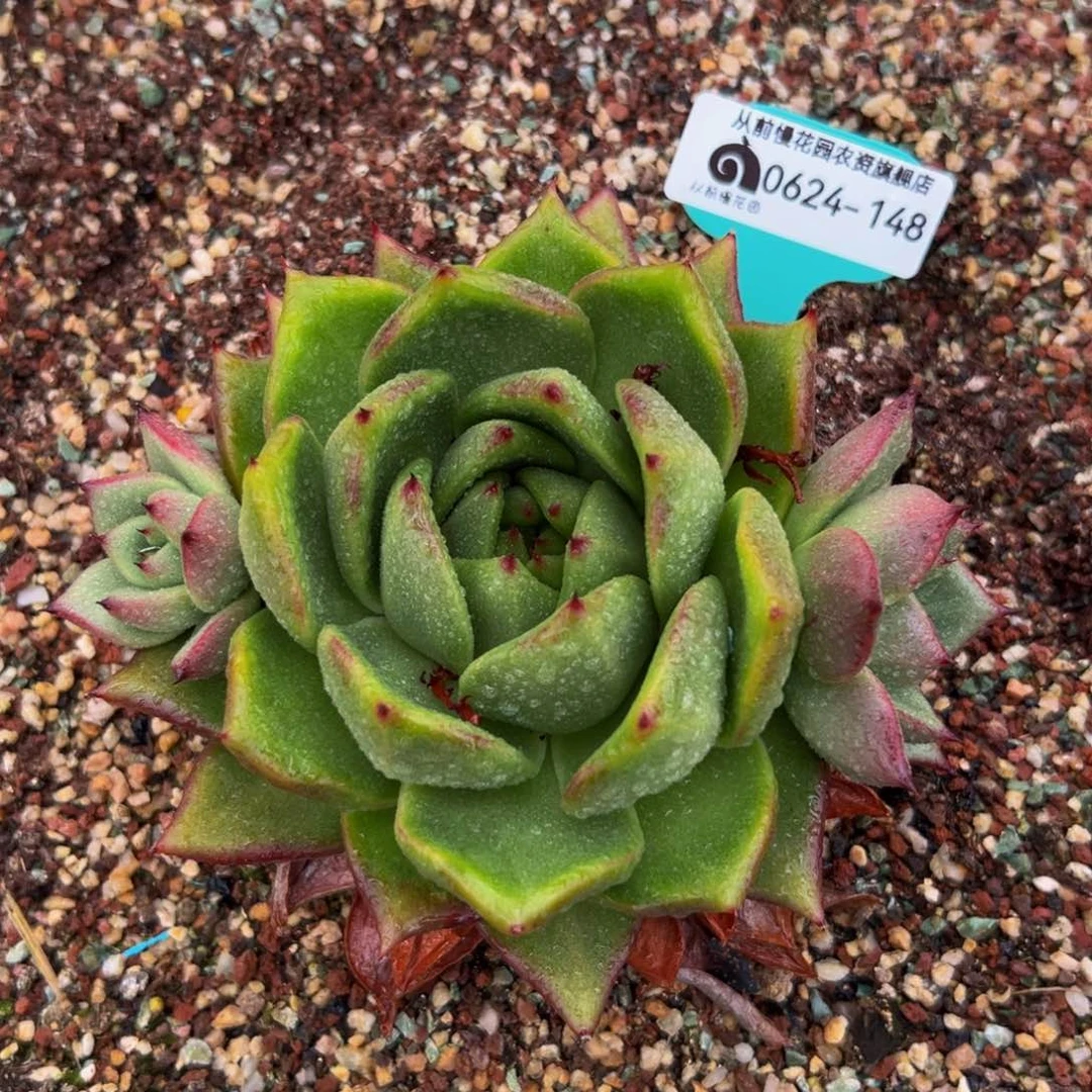 多肉一物一拍0624-148