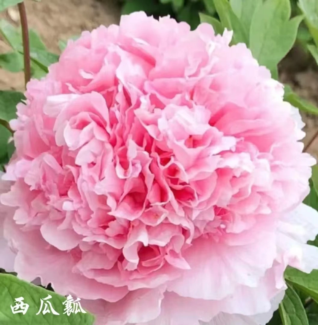 【西瓜瓤】盆栽重瓣牡丹庭院阳台地栽盆栽耐寒观赏木本趣味春季