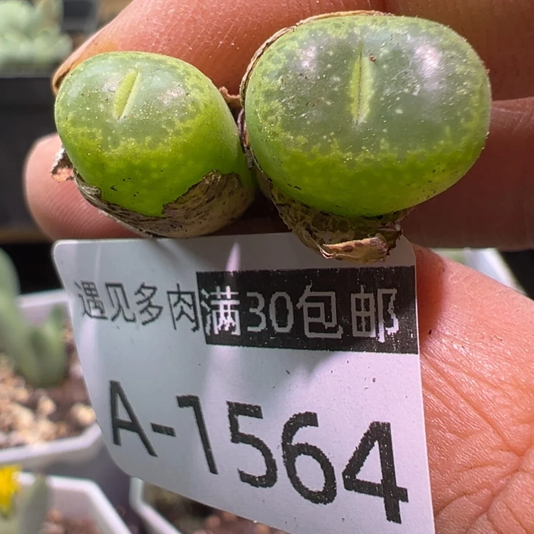 多肉植物11111111111