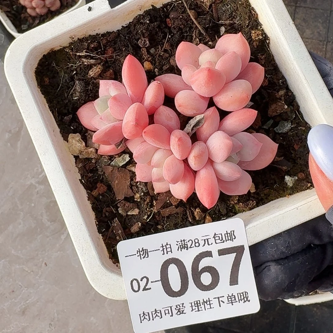 拉丝无盆土发货无