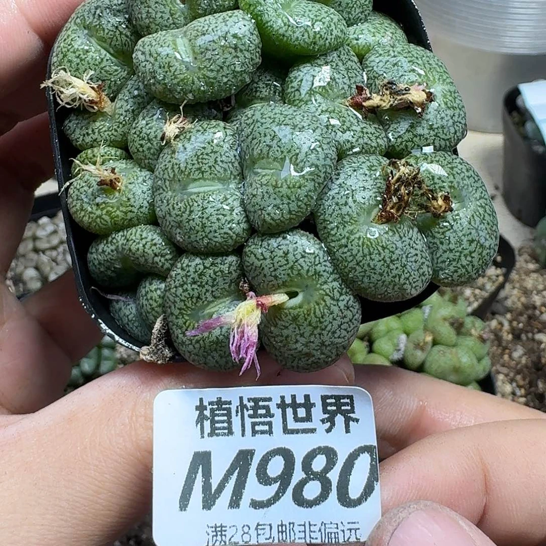 多肉植物的人啊vbnn