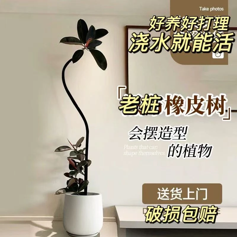 橡皮树黑金刚大型老桩绿植大盆栽客厅室内办公室四季观叶净化空气