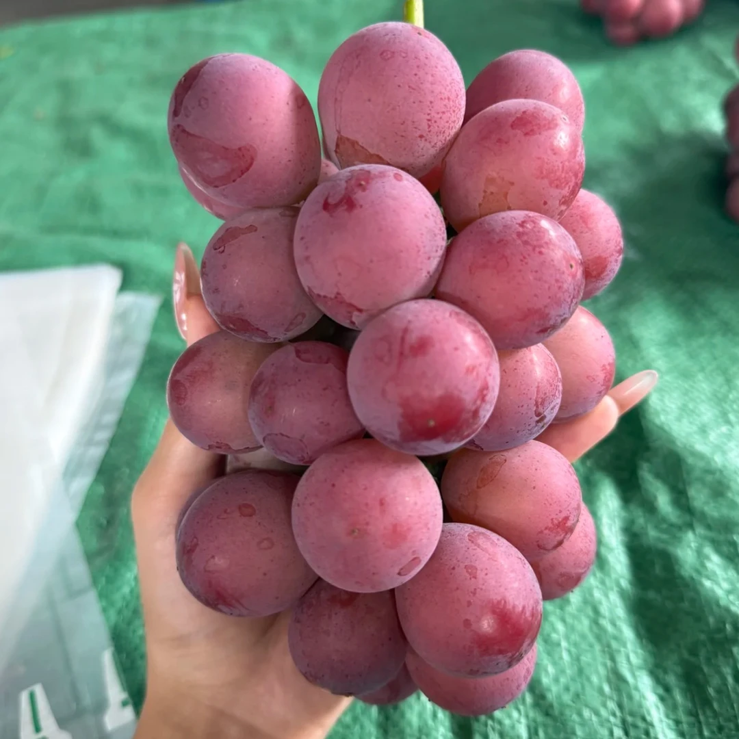 辽宁丹东 霓娜皇后 净重3斤 顺丰包邮 孔充气柱+冰袋+泡沫箱+彩箱