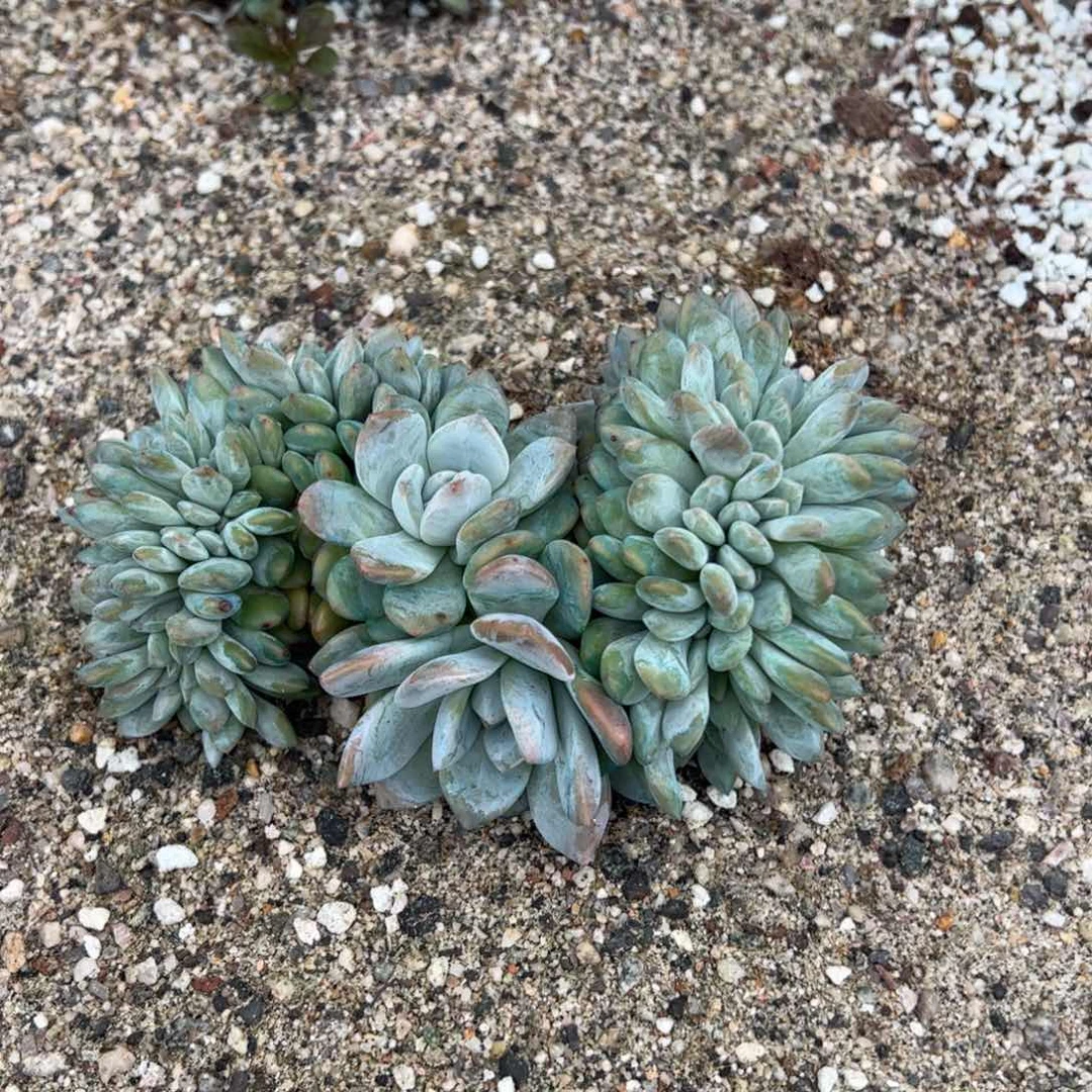 12号多肉多肉多肉多肉多肉