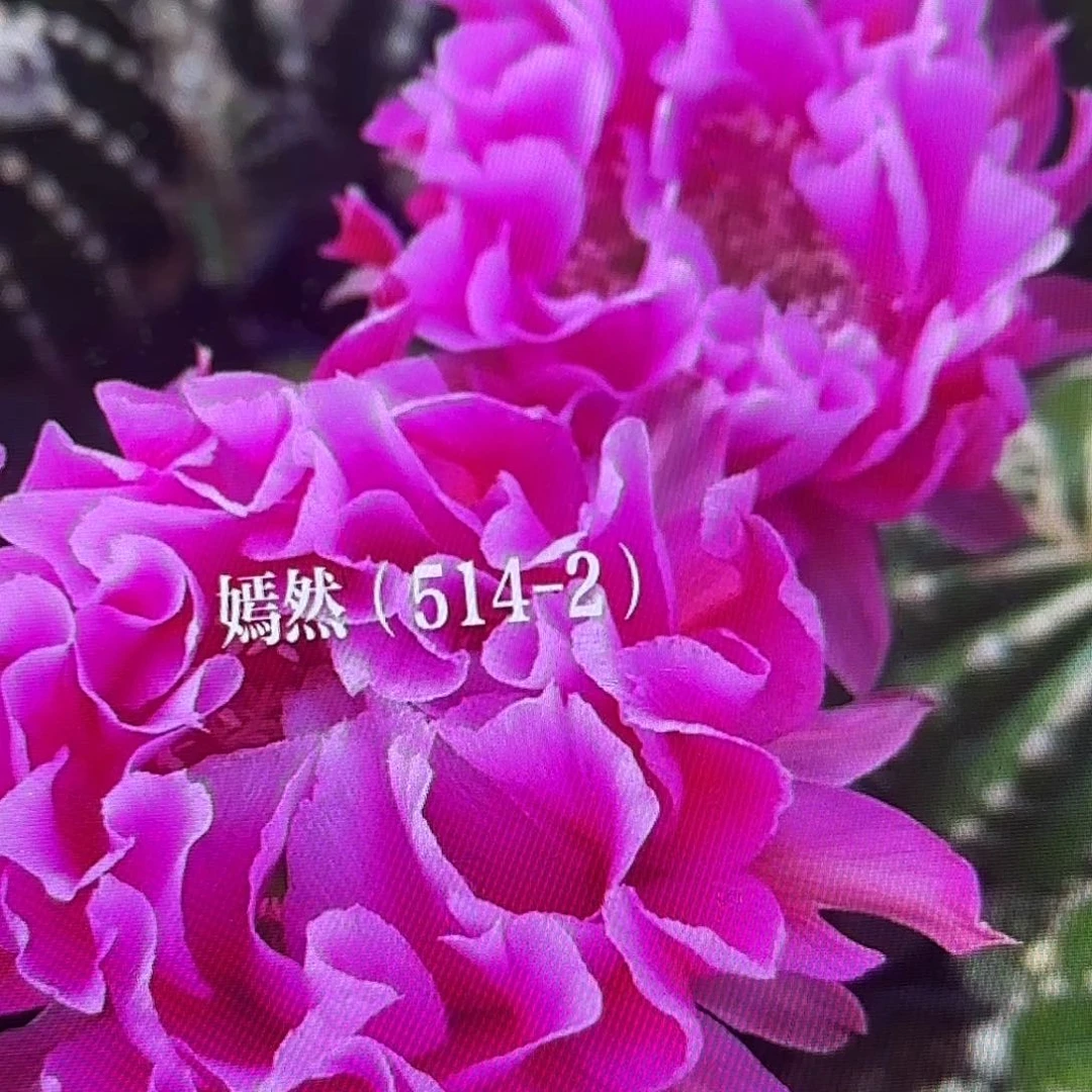 514-2彩侧牙20包邮仙人球51