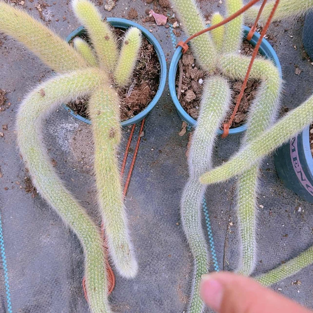 【闪购商品】大群无砍九尾狐16.9