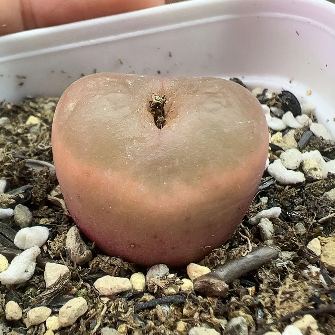 532超毛带盆土发货