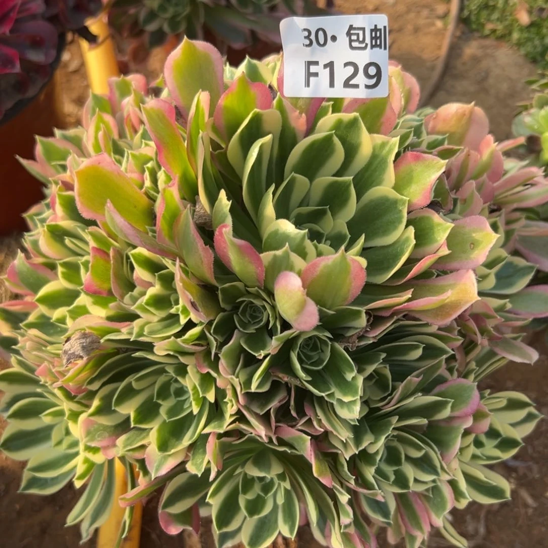 129白凤多肉法师