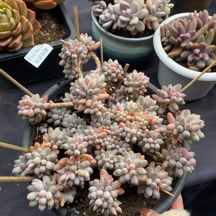 夏悦多肉0116-114婴儿手指