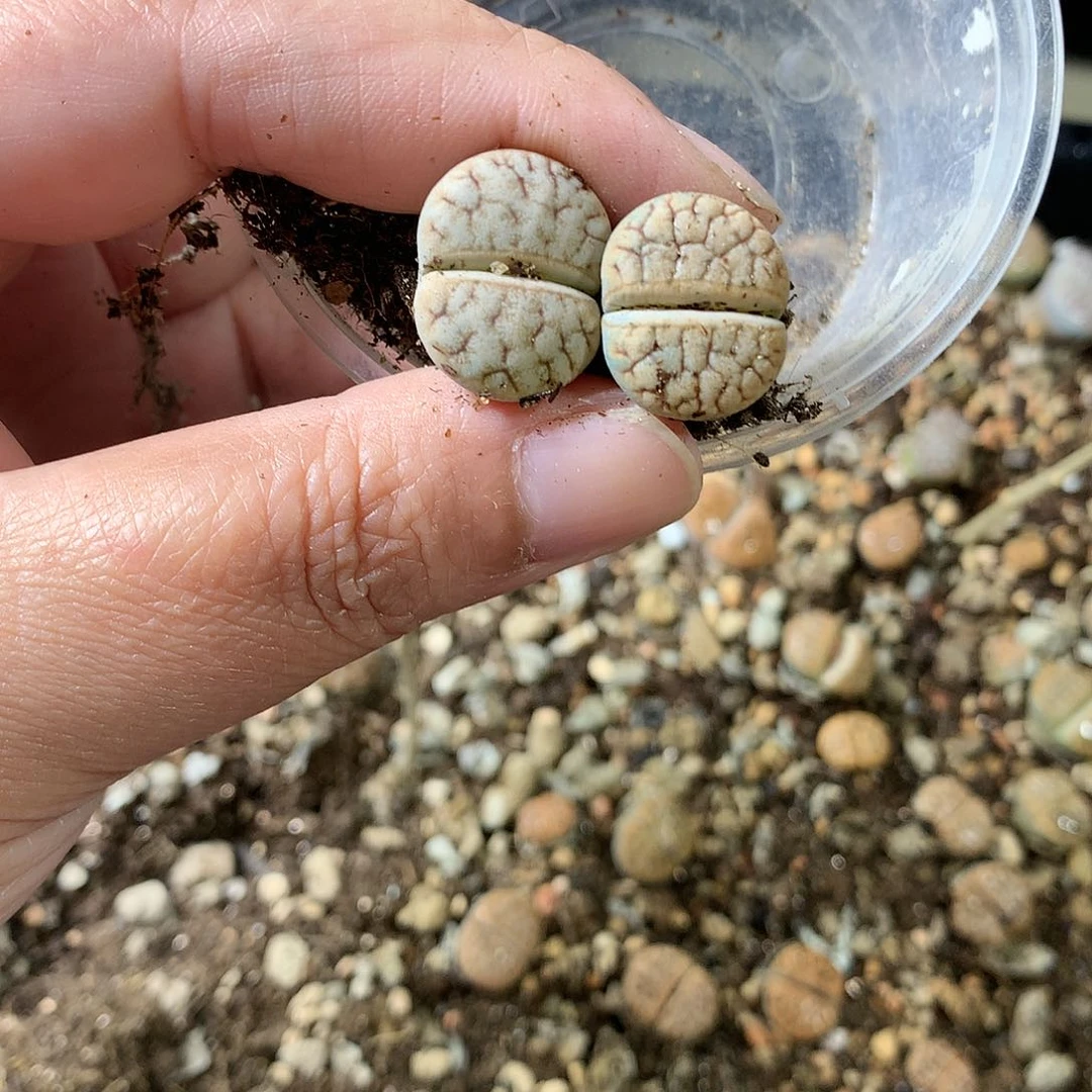 草****?K09多肉植物保护