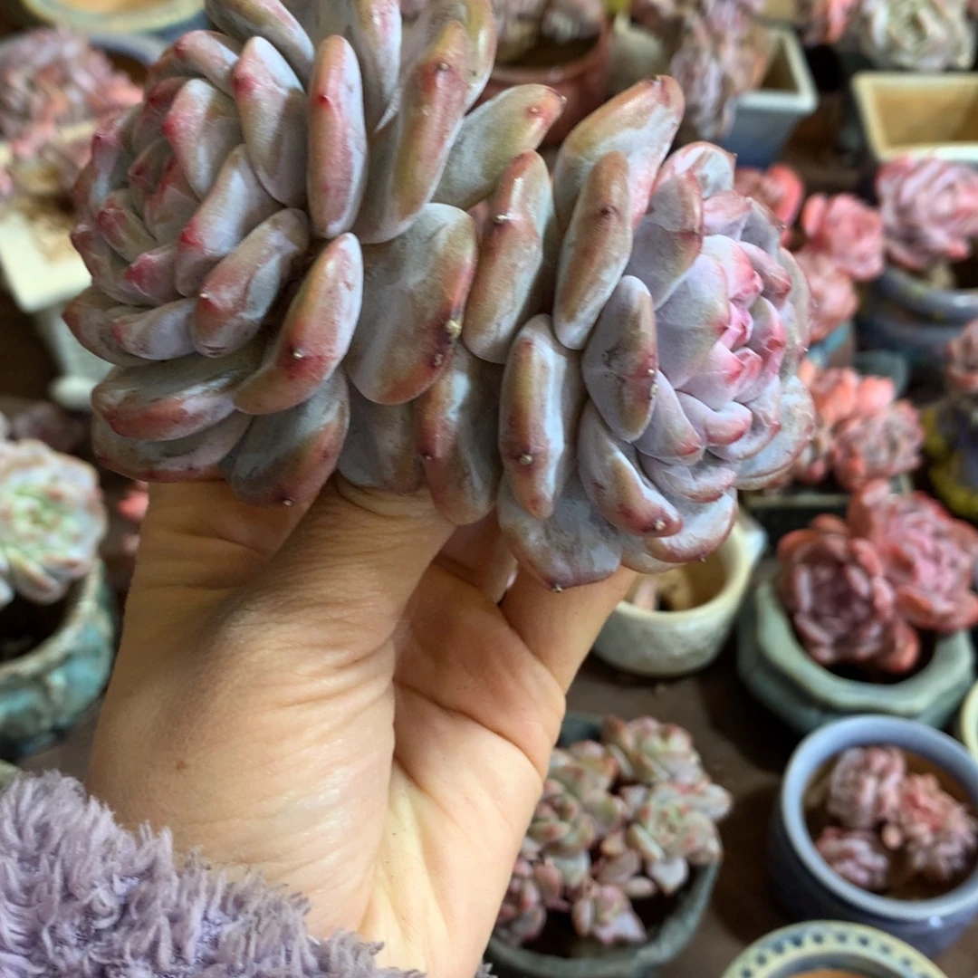 石榴籽哈哈哈哈哈哈哈哈哈