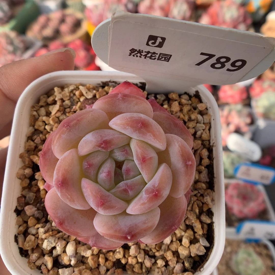 789冰魄多肉植物福利