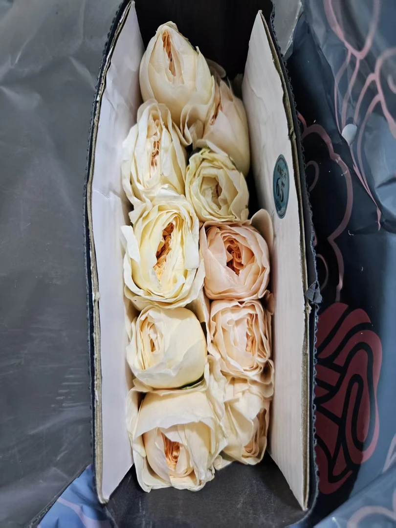 【新疆花之溪】星月玫瑰