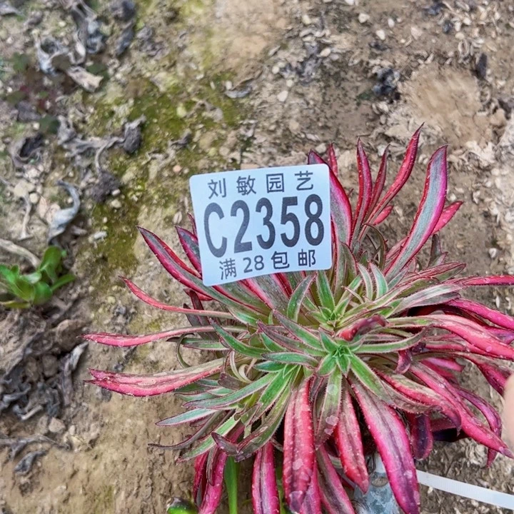 今**缘2358多肉植物法师法师