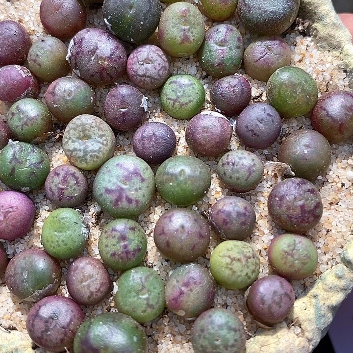 吕红杂猴子一颗