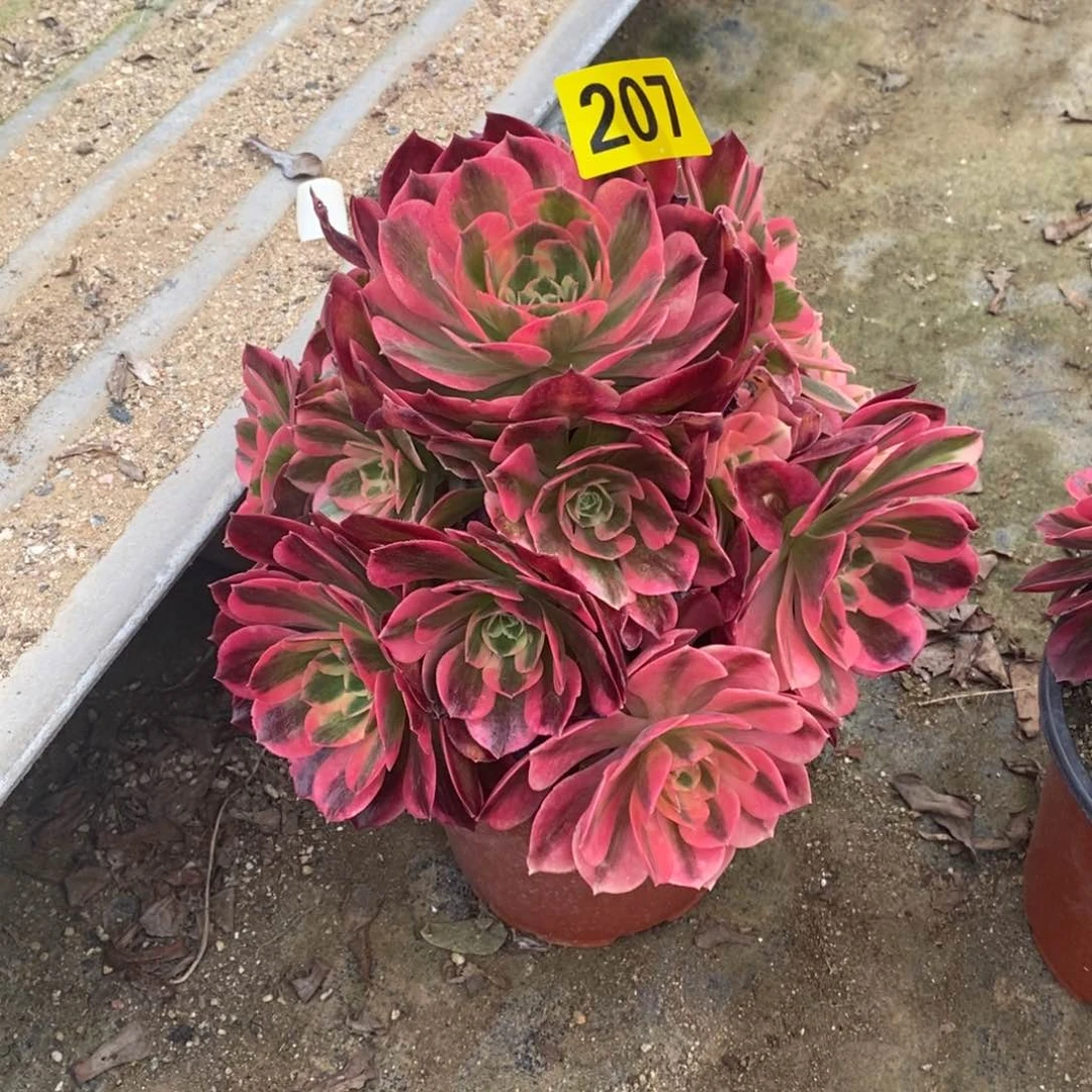 粉女郎多肉法师207