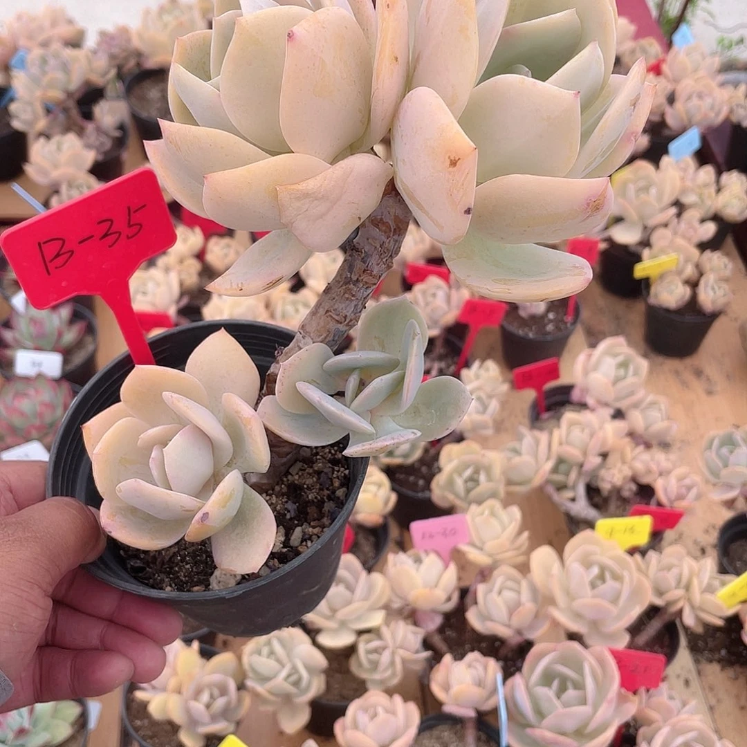 梨*圆0129  白凤  六月六