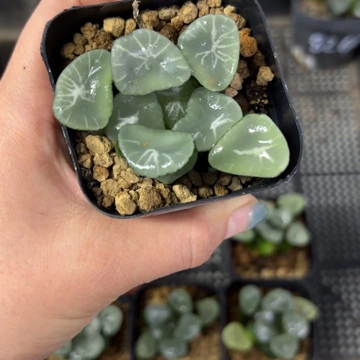 望乡望乡多肉植物