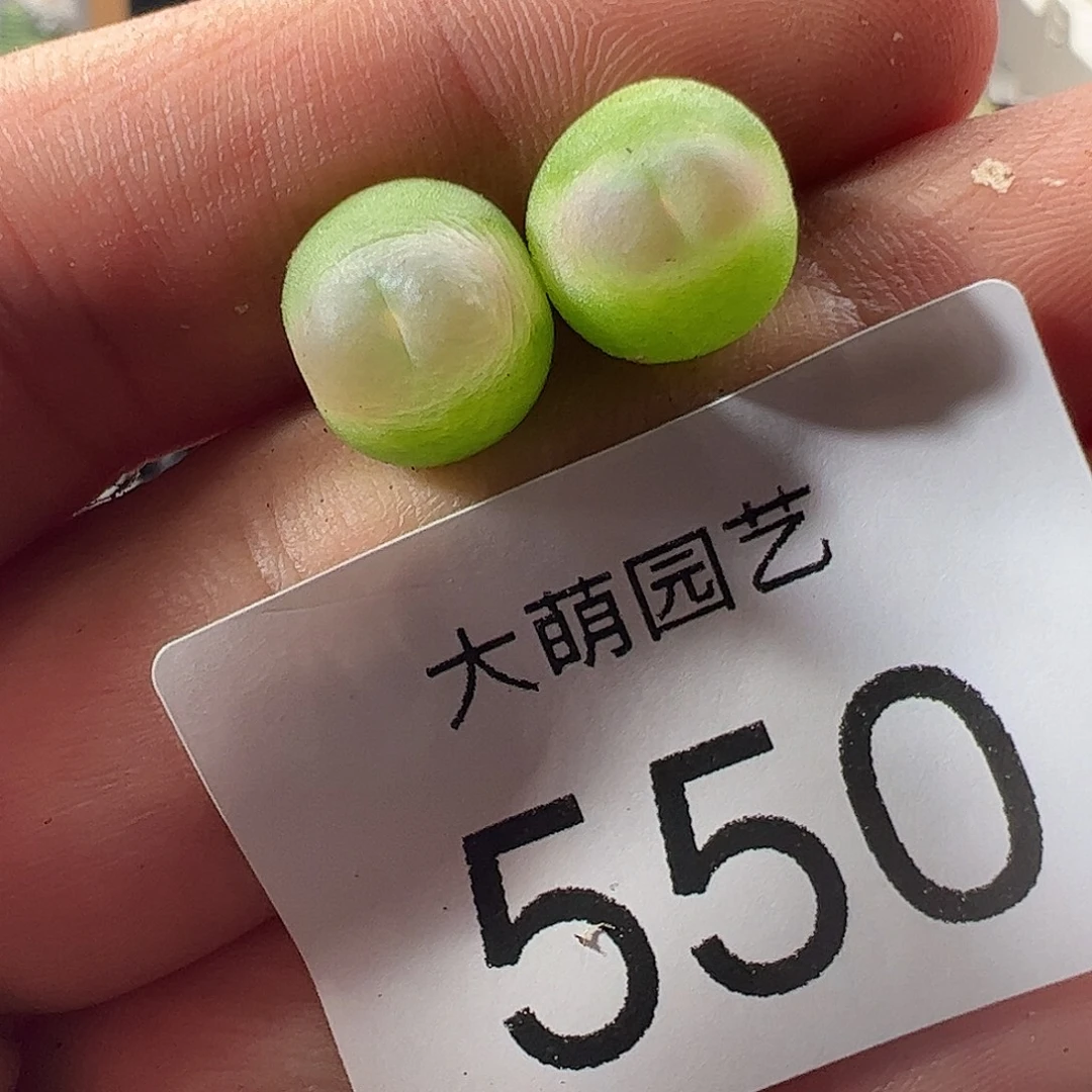 一物一拍。         550
