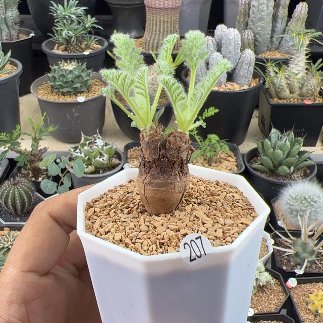 羽叶洋葵一物一拍带盆发
