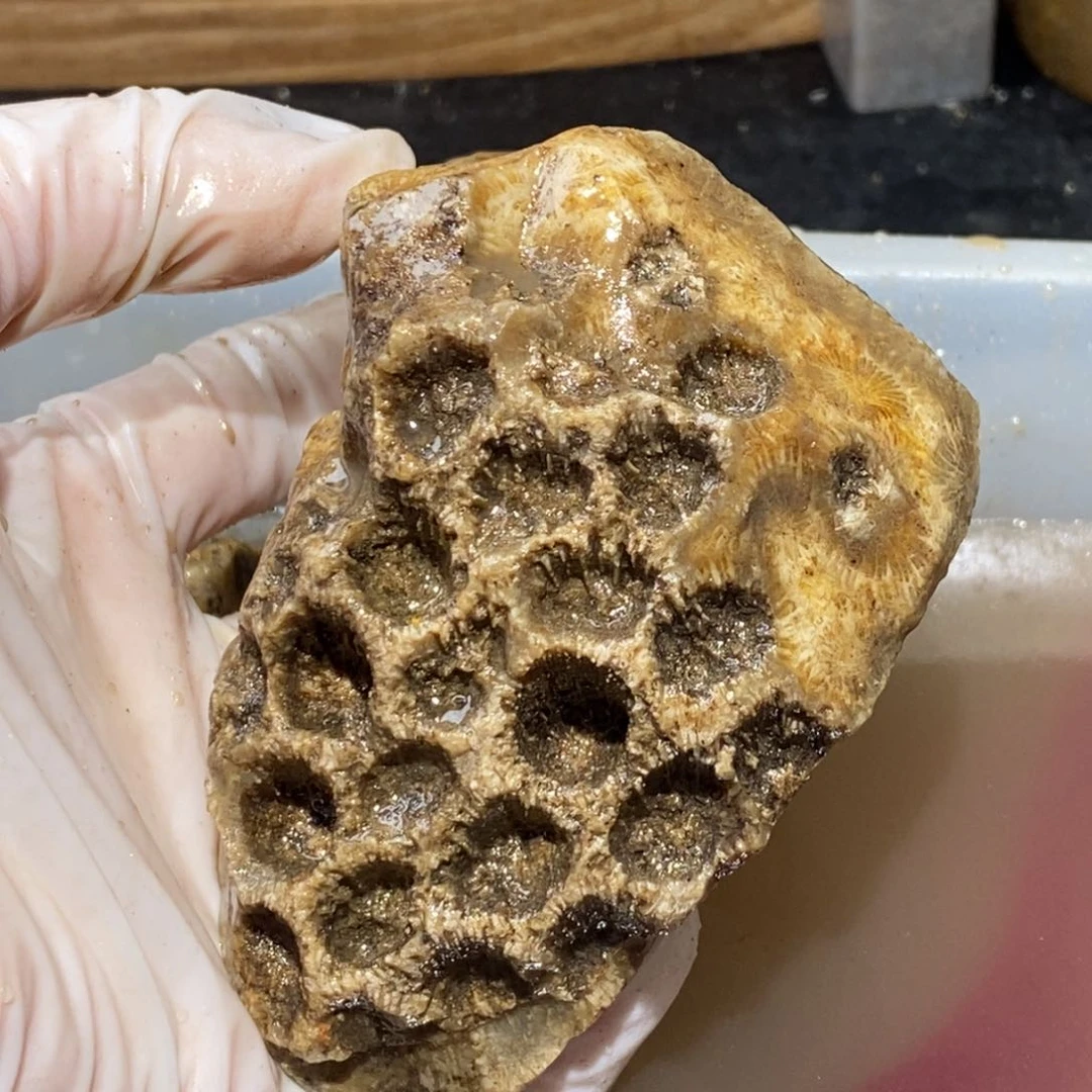 【闪购商品】硅化玉颈饰未镶嵌
