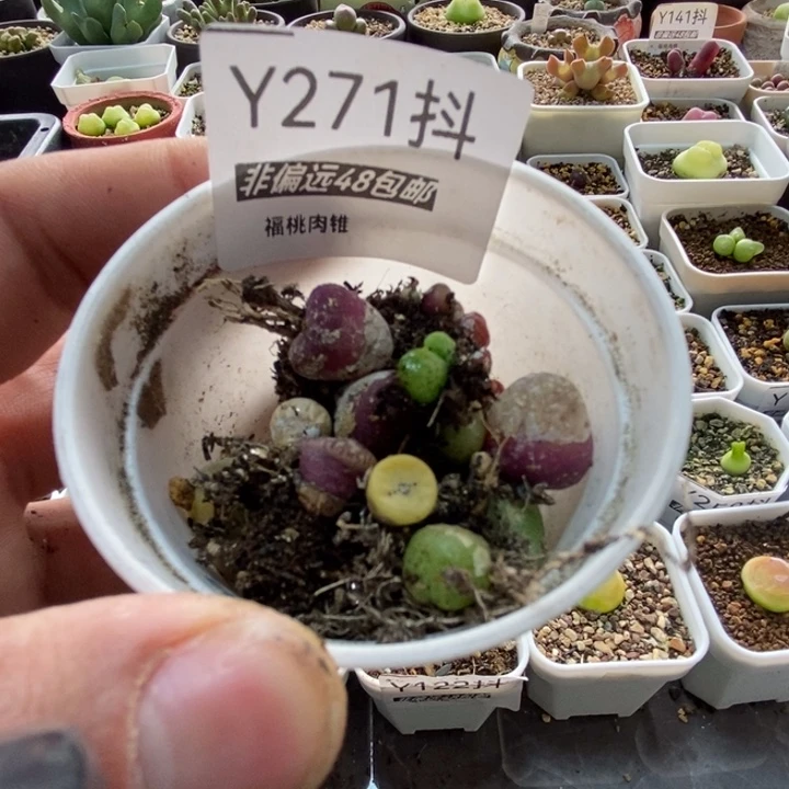 哦****?多肉一物一拍271号