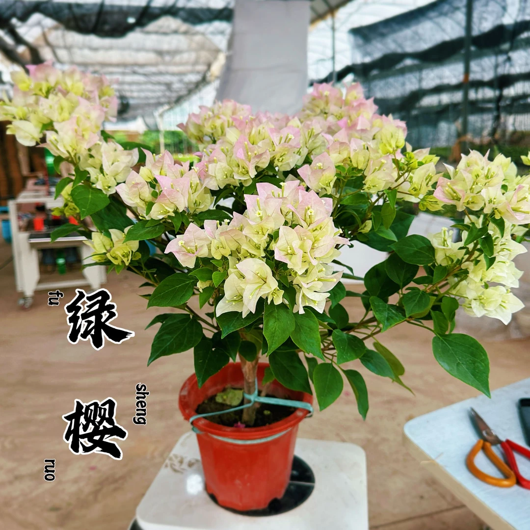 大颗【绿樱】三角梅四季勤花好养易活运输轻微掉花正常现象s