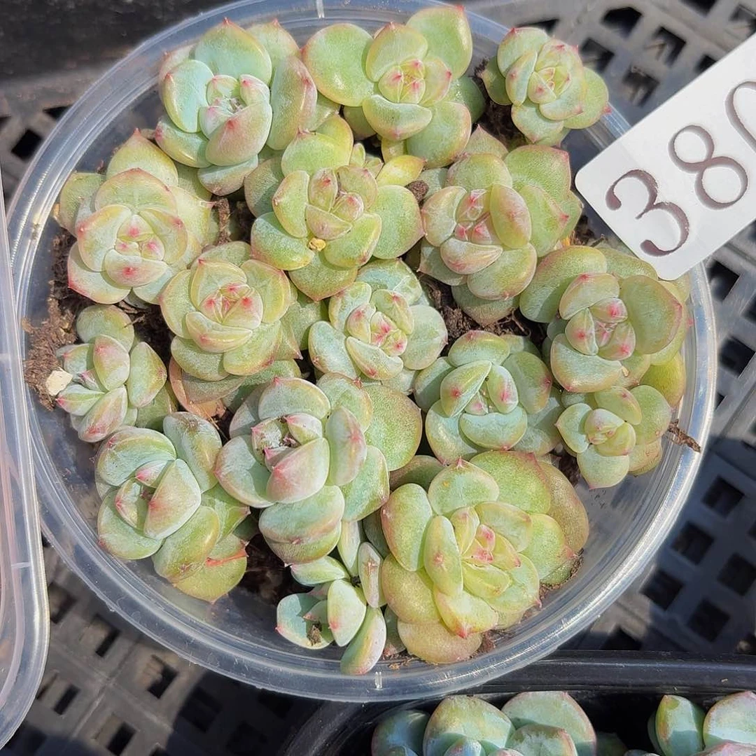 多肉植物多肉植物380