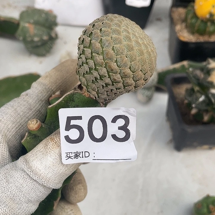 仙人球503号榆林大吉