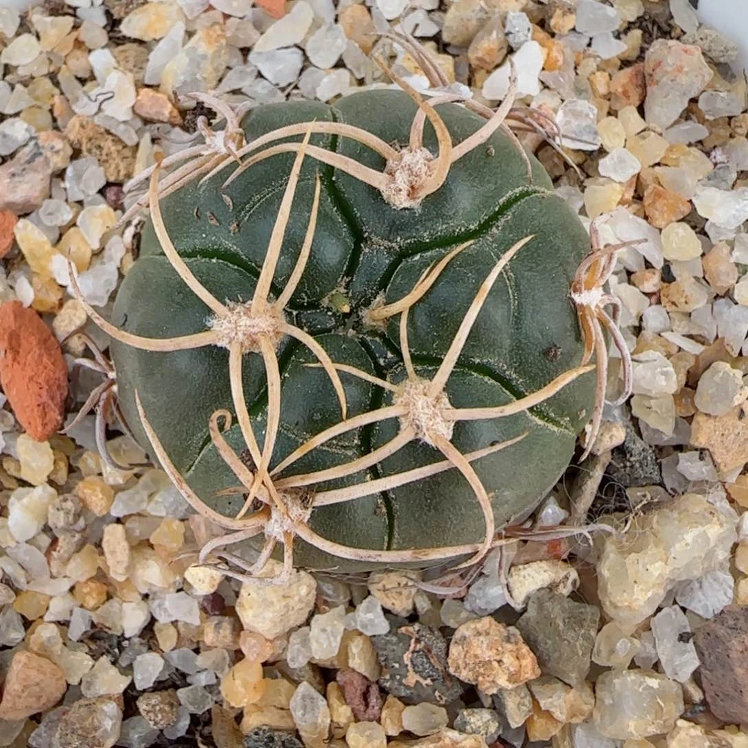 实生冢源海王多肉