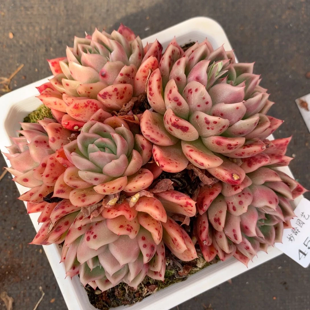 4515不包整散特价杂交多肉