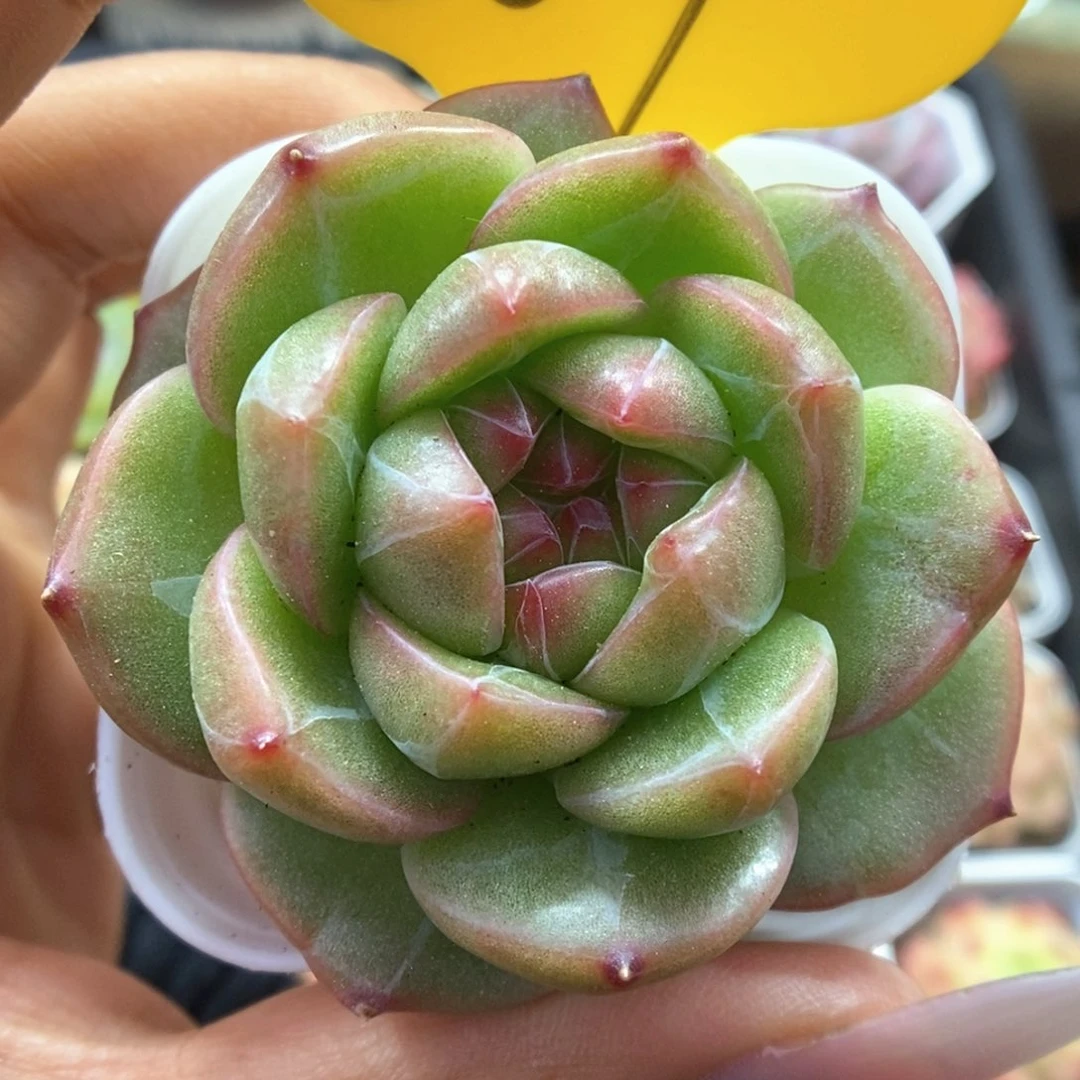 梦之蓝可拍807号。