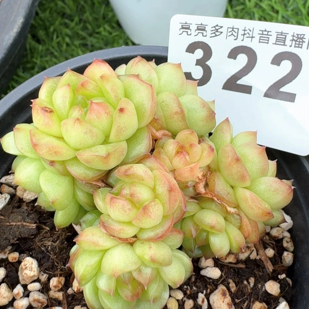 灯泡珍妮         多肉植物